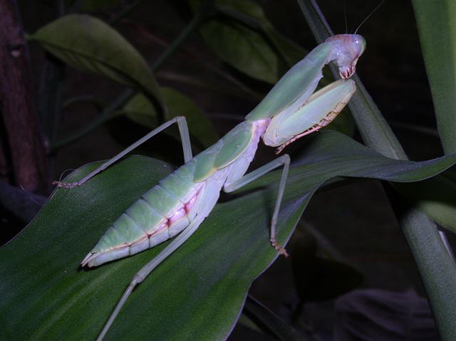 Rhombodera sp.(Thajsko)