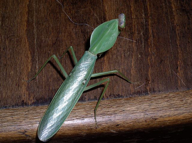 Rhombodera sp.(Thajsko)