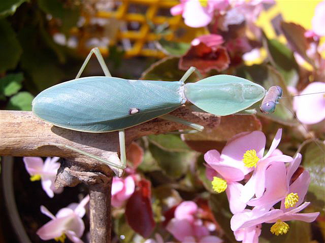 Rhombodera sp.(Thajsko)