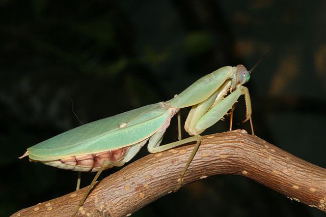 Rhombodera sp.(Thajsko)