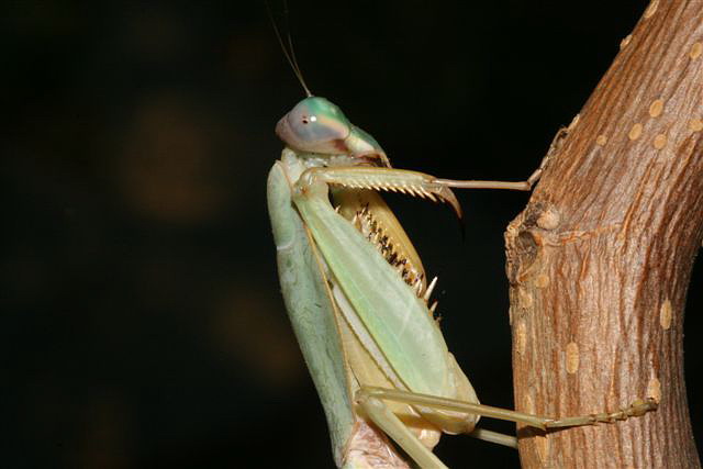 Rhombodera sp.(Thajsko)