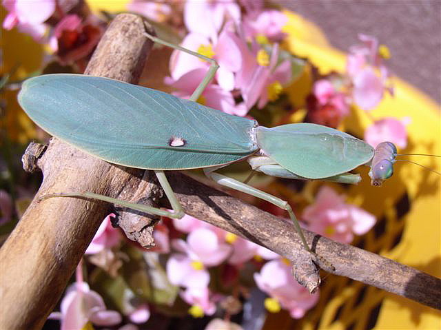 Rhombodera sp.(Thajsko)