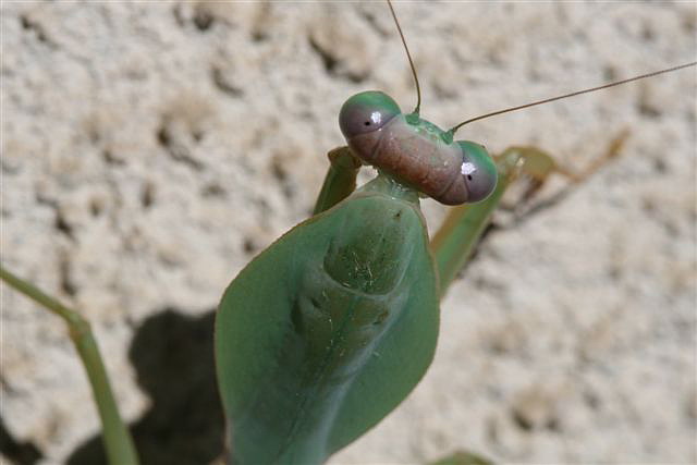 Rhombodera sp.(Thajsko)