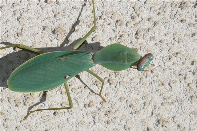 Rhombodera sp.(Thajsko)