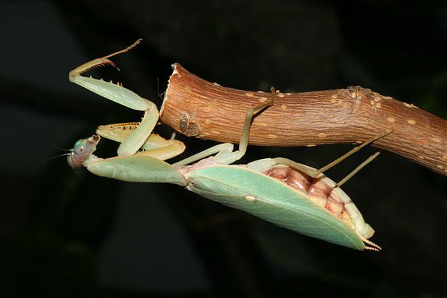 Rhombodera sp.(Thajsko)