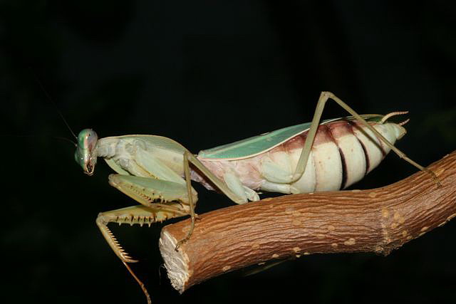 Rhombodera sp.(Thajsko)