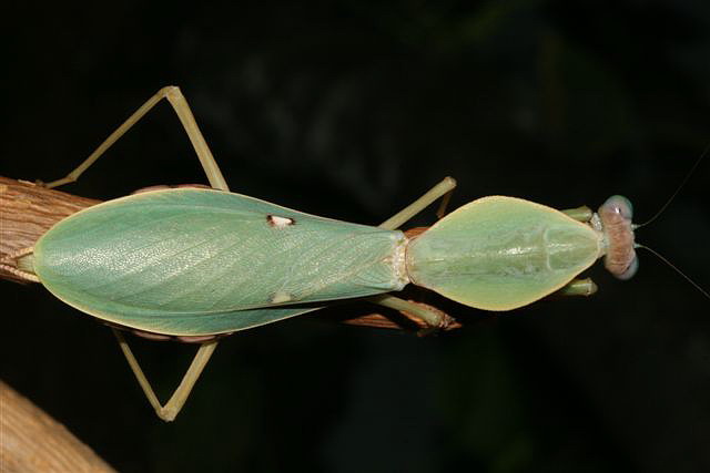 Rhombodera sp.(Thajsko)