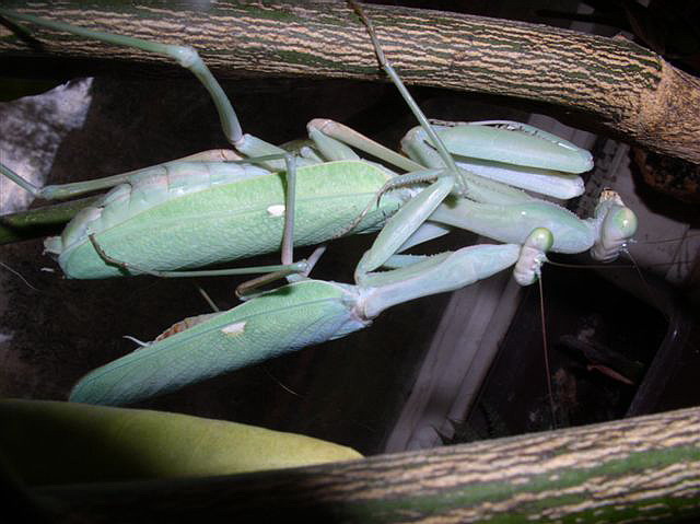 Sphodromantis viridis