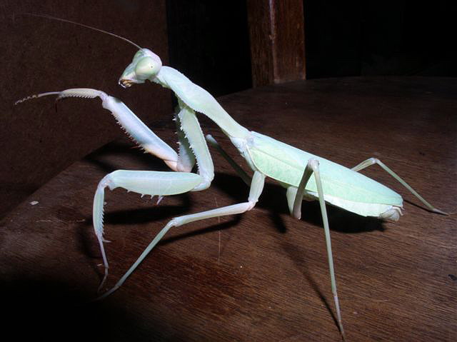Sphodromantis viridis