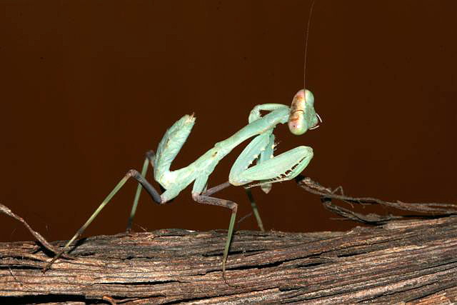 Sphodromantis sp.(Kypr)