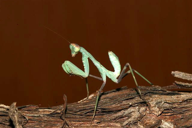 Sphodromantis sp.(Kypr)