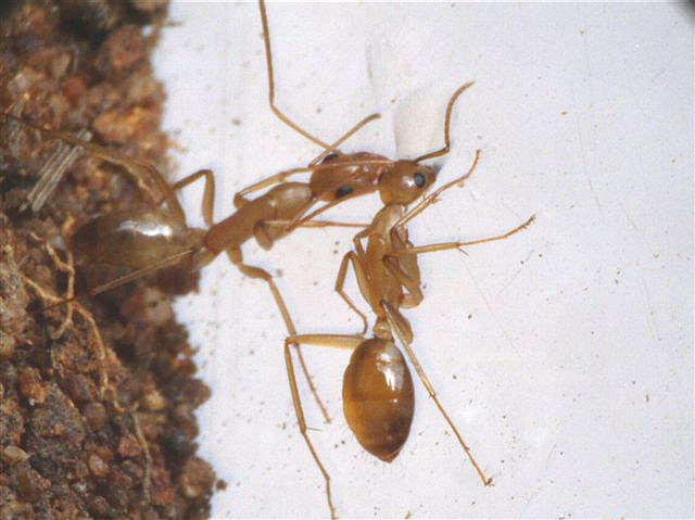 Camponotus sanctus