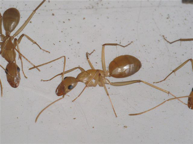 Camponotus sanctus