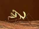 Sphodromantis sp.(Kamerun)