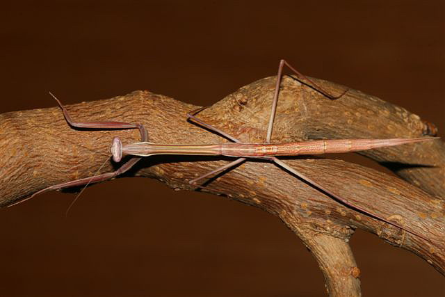 Solygia sulcatifrons