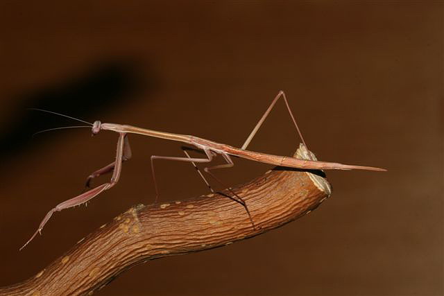 Solygia sulcatifrons