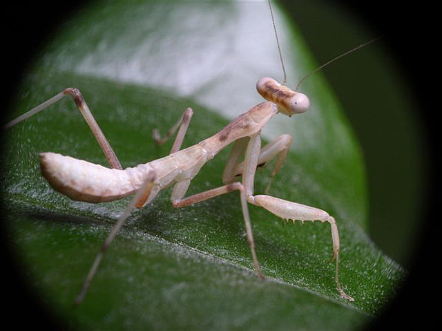 Sphodromantis sp.(Egypt)