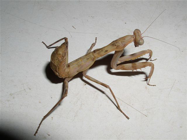 Hierodula sp.Filip�ny