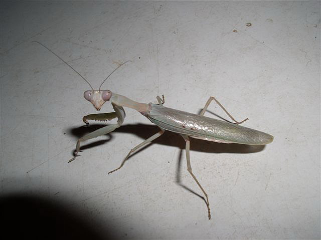 Hierodula sp.Filip�ny