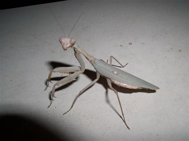 Hierodula sp.-Filip�ny