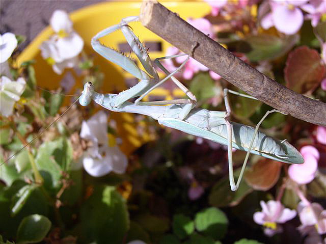 Sphodromantis sp.(Egypt)