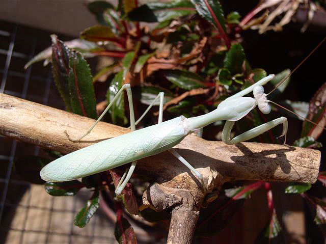 Sphodromantis sp.(Egypt)