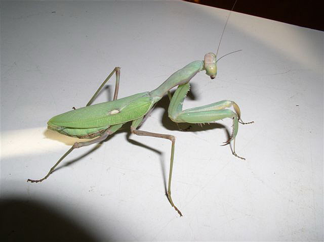 Sphodromantis sp.(Tunis)