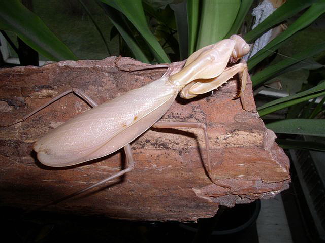 Tamolanica tamolana