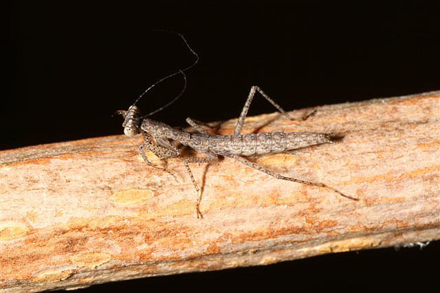 Tarachodes sp.(Gambie)