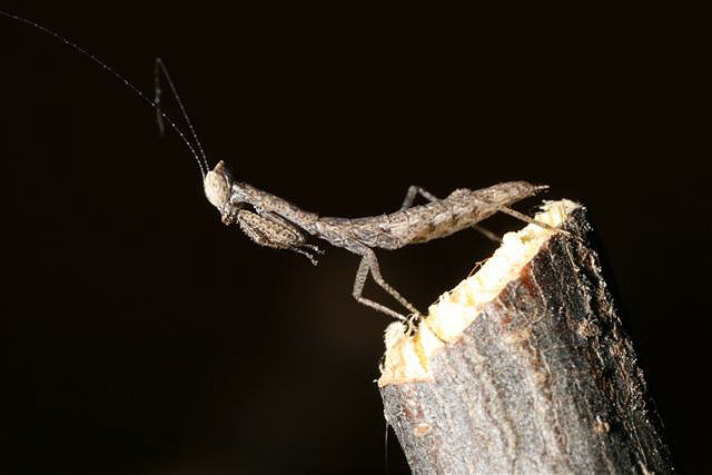 Tarachodes sp.(Gambie)