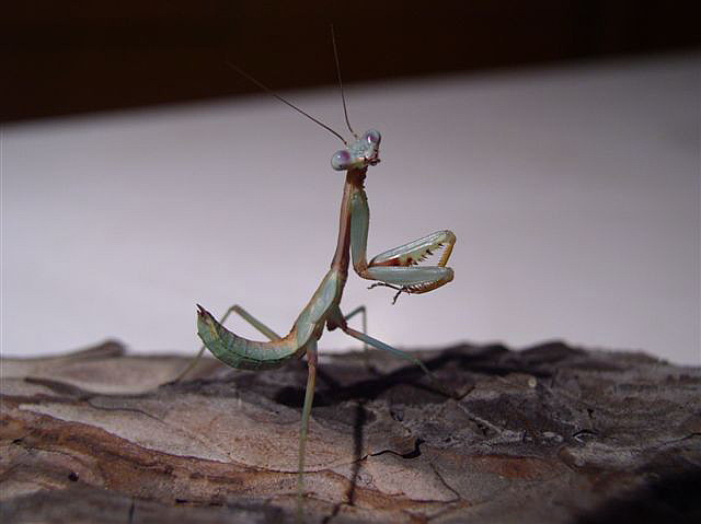 Tarachomantis alaotrana