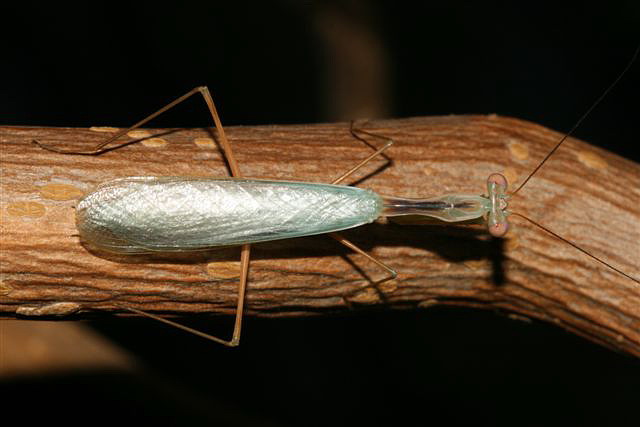 Taumantis sigiana