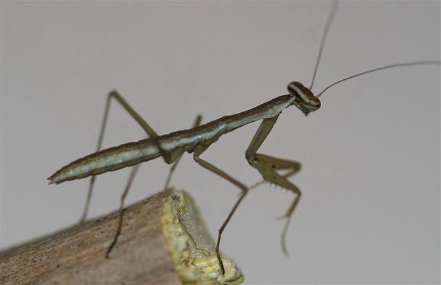Tenodera sp.(��na)