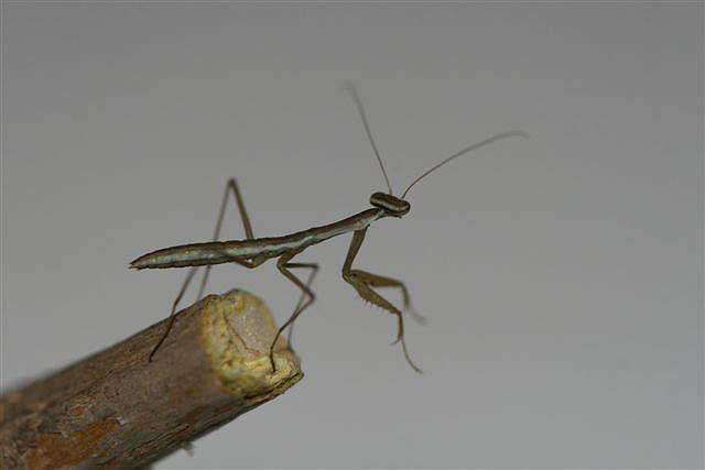 Tenodera sp.(��na)