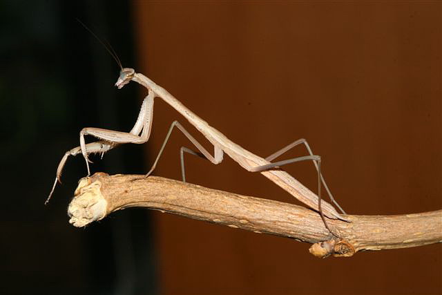 Tenodera sp.(��na)