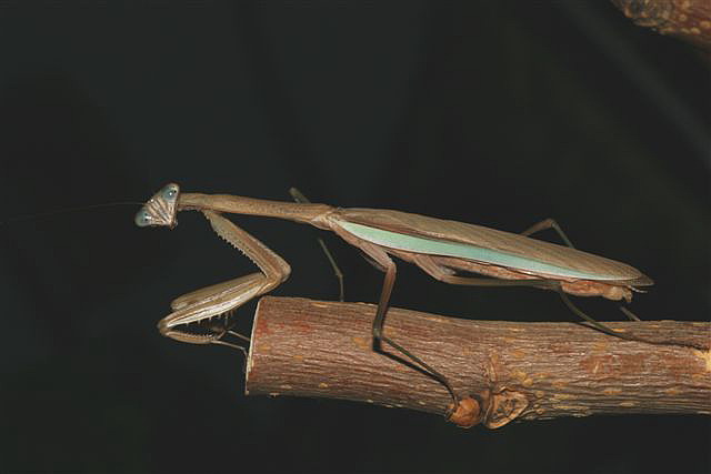 Tenodera sp.(��na)