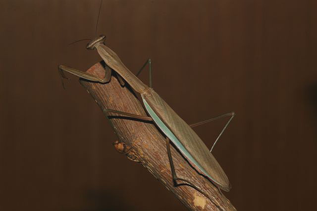 Tenodera sp.(��na)
