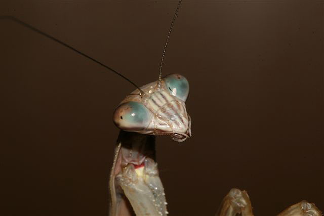 Tenodera sp.(��na)