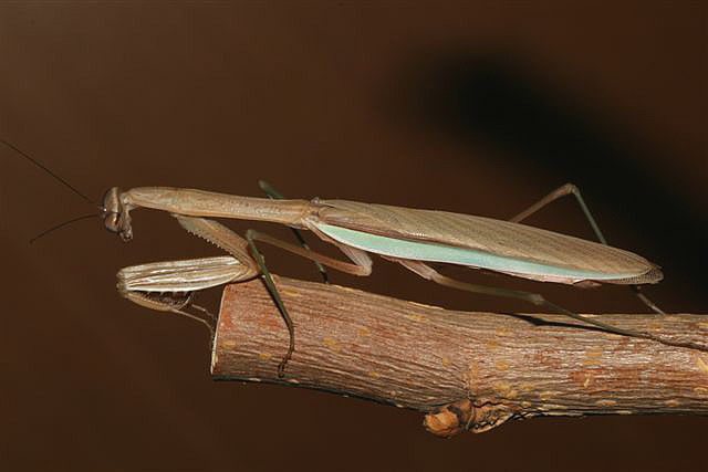 Tenodera sp.(��na)