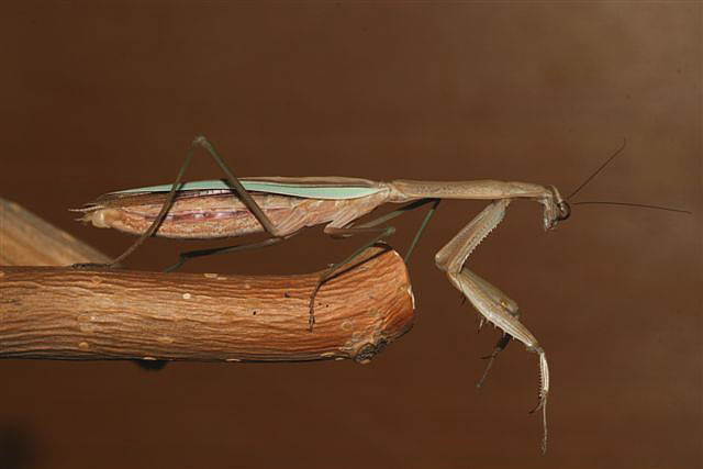 Tenodera sp.(��na)