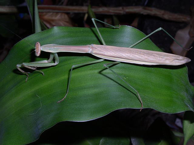 Tenodera sp.(Thajsko)