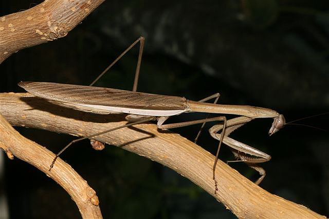 Tenodera sp.(Thajsko)