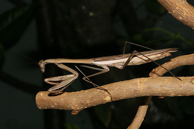 Tenodera sp.(Thajsko)