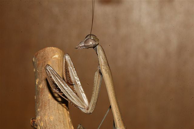 Tenodera sp.(Thajsko)