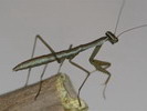 Tenodera sp.(��na)