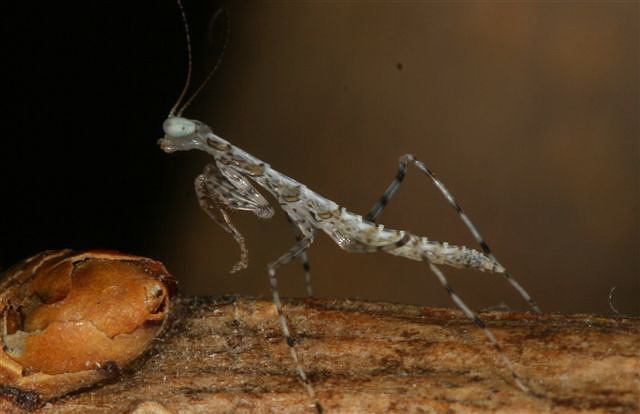 Tropidomantis tenera