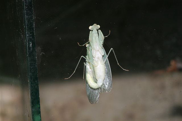 Tropidomantis tenera