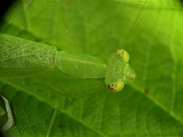 Tropidomantis tenera