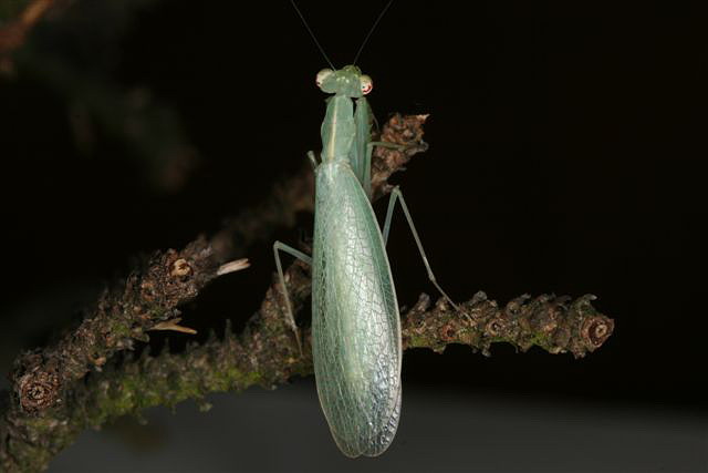 Tropidomantis tenera