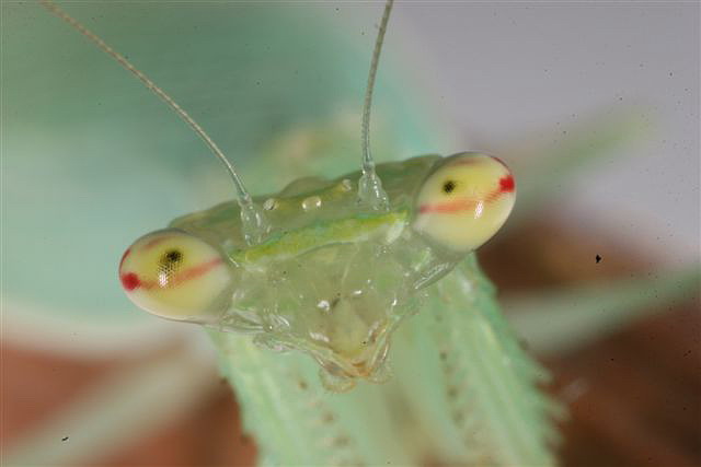 Tropidomantis tenera